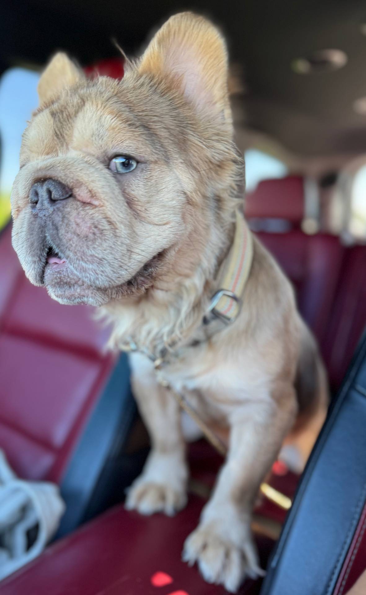 New shade rojo&shadelsabella, a male French Bulldog for sale in Saint Cloud, FL – Photo 8 of 10