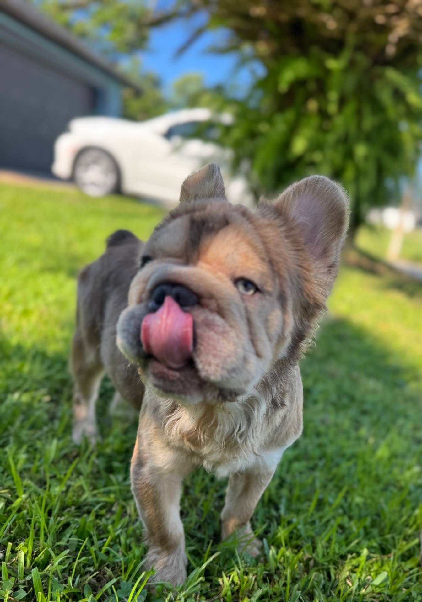 New shade rojo&shadelsabella, a male French Bulldog for sale in Saint Cloud, FL – Photo 10 of 10