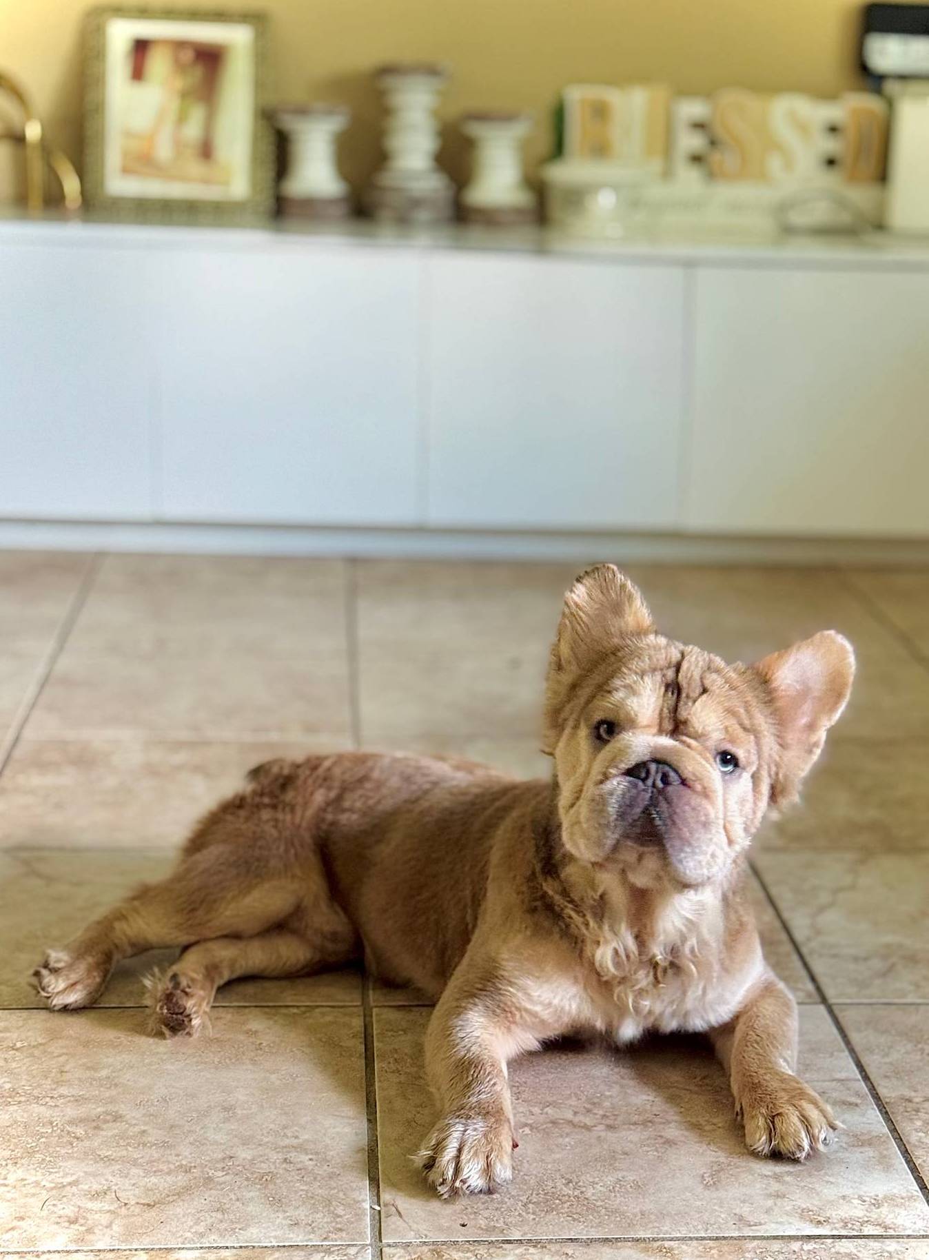 New shade rojo&shadelsabella, a male French Bulldog for sale in Saint Cloud, FL – Photo 6 of 10