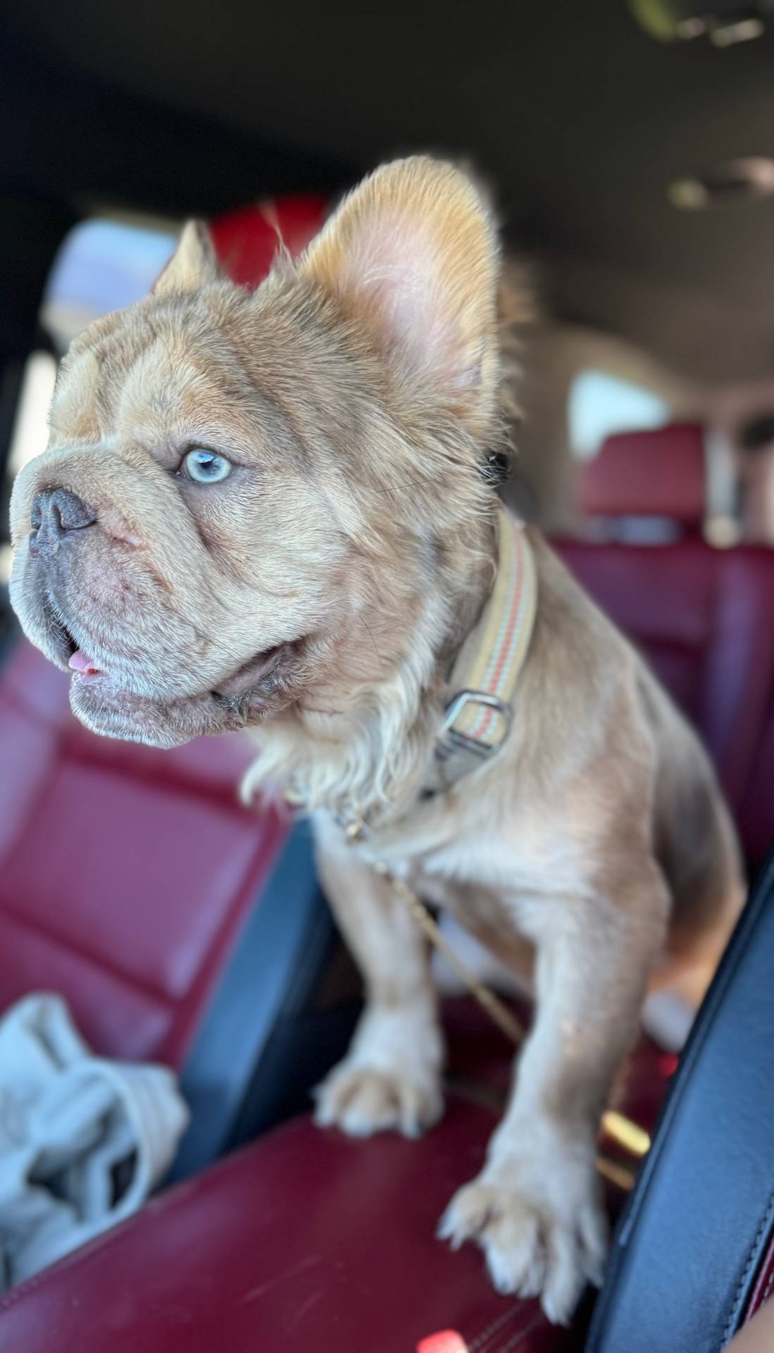 New shade rojo&shadelsabella, a male French Bulldog for sale in Saint Cloud, FL – Photo 7 of 10