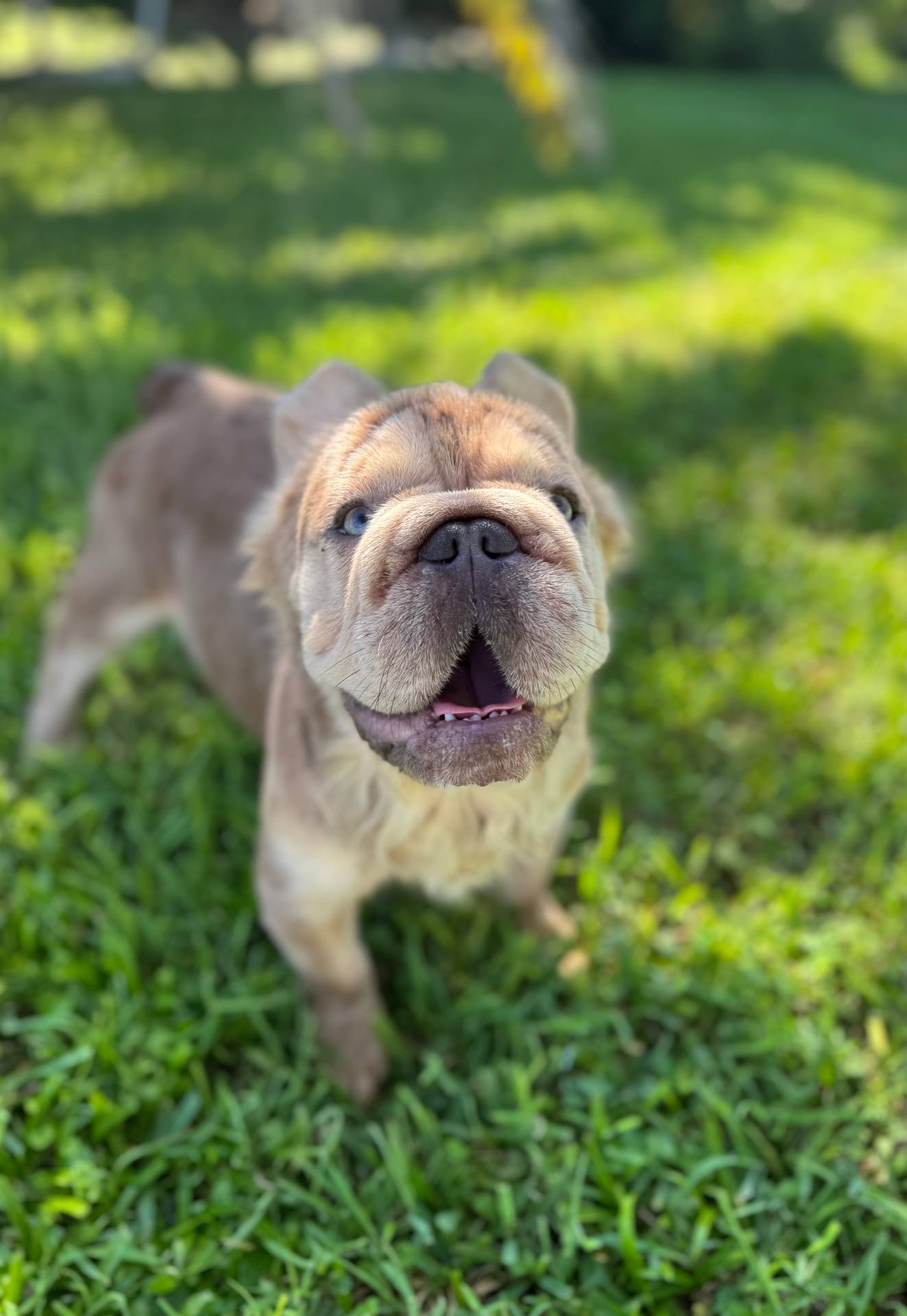 New shade rojo&shadelsabella, a male French Bulldog for sale in Saint Cloud, FL – Photo 9 of 10
