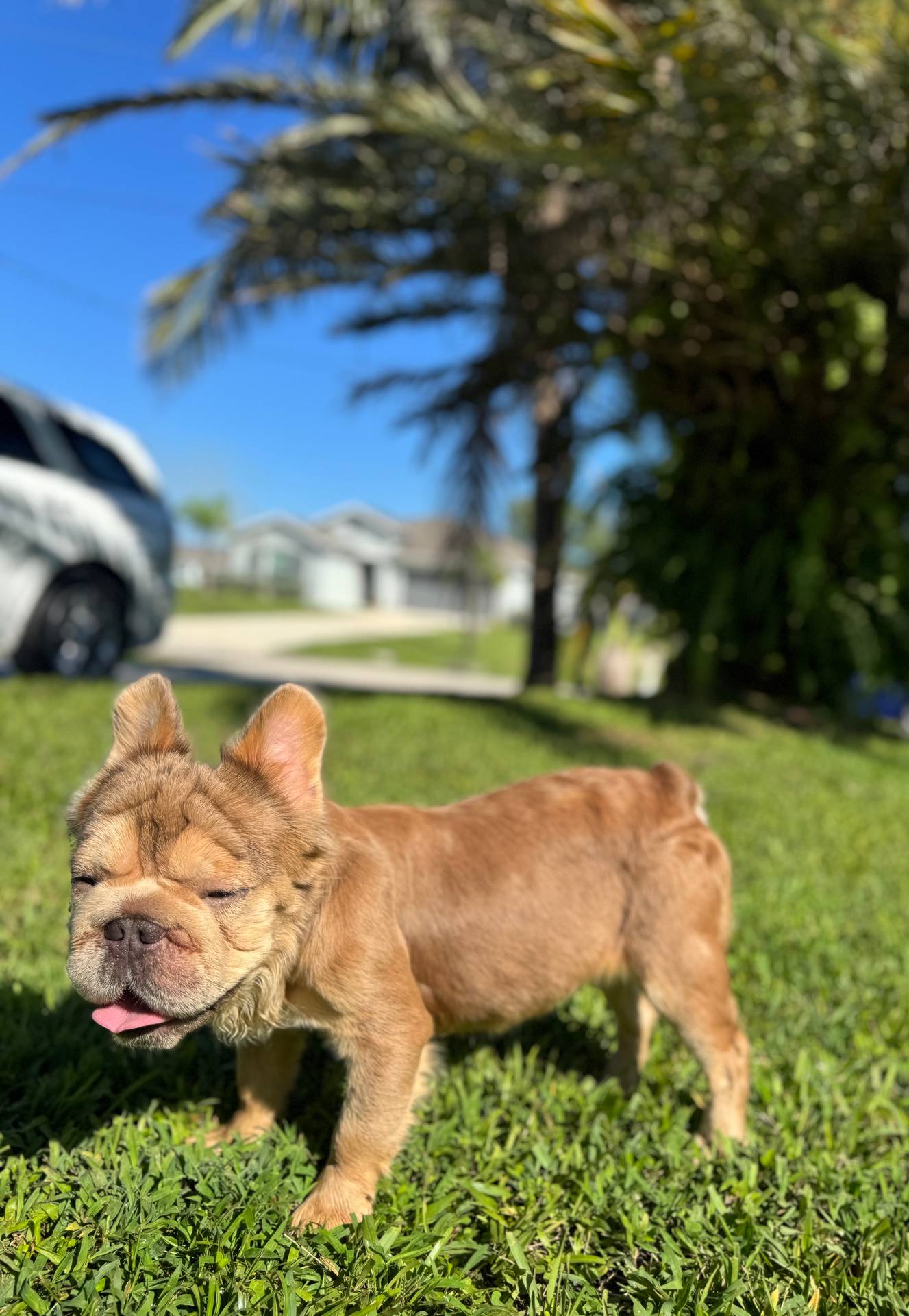 New shade rojo&shadelsabella, a male French Bulldog for sale in Saint Cloud, FL – Photo 2 of 10
