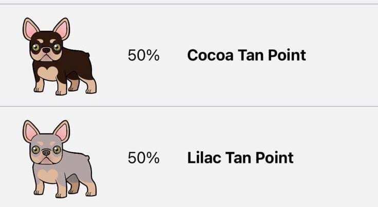 Mini Drako, a male French Bulldog for sale in Spring Hill, FL – Photo 2 of 10