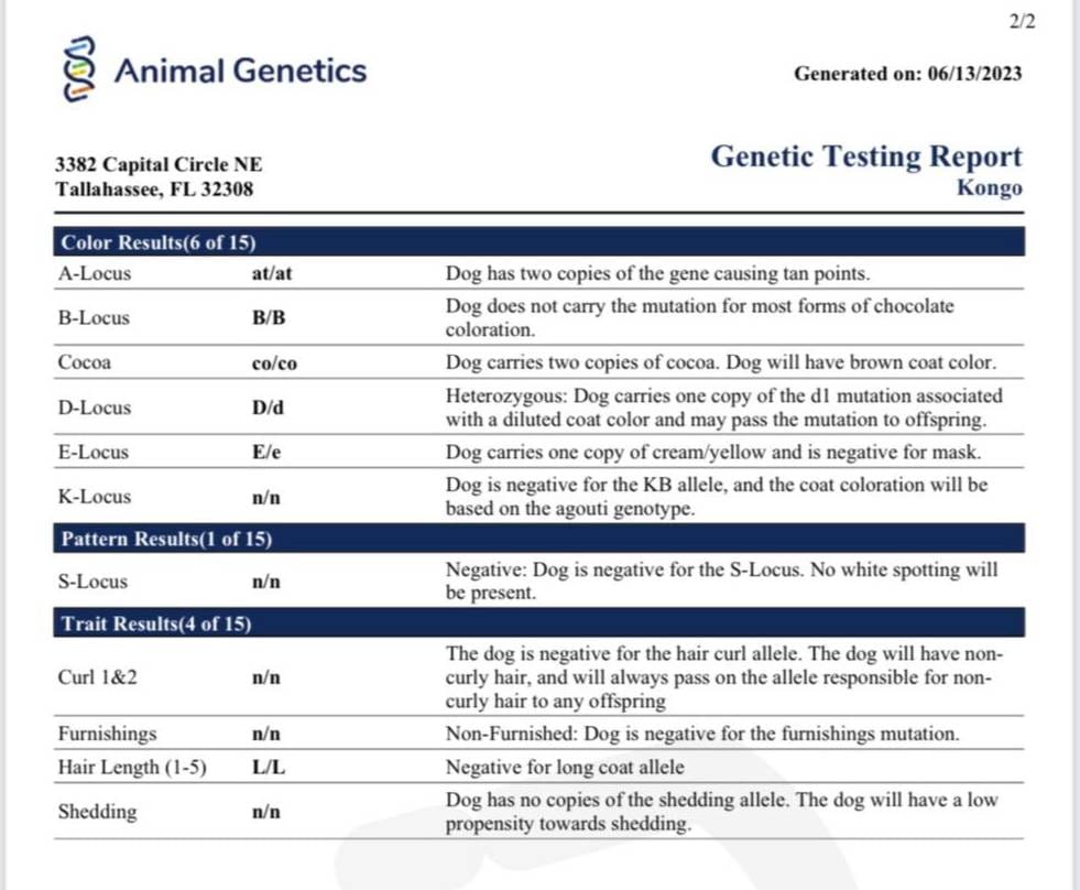 Mini Drako, a male French Bulldog for sale in Spring Hill, FL – Photo 4 of 10
