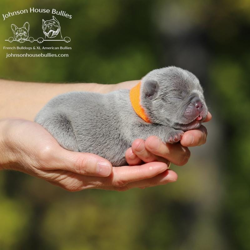 Mr. Pumpkin - Lilac Trindle