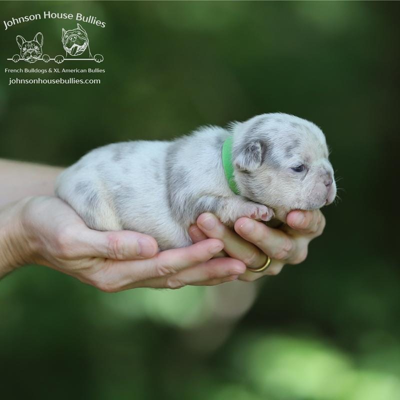 Ms. Bahama Lilac & Tan Merle