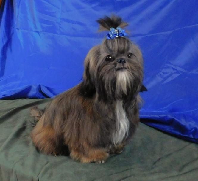 Proven AKC Stud or Pet