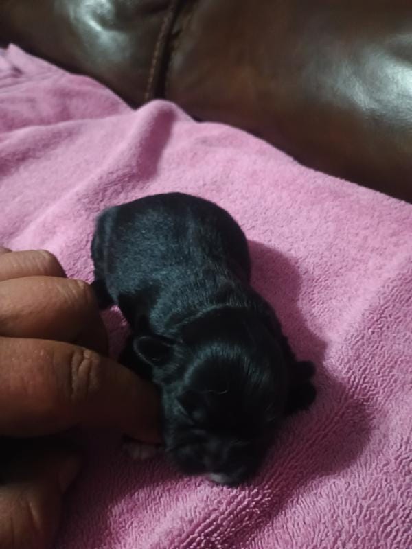 Female 1. Ladies puppy