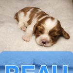 BEAU, a male Cavalier King Charles Spaniel for sale in Waukon, IA – Photo 2 of 2
