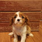 BEAU, a male Cavalier King Charles Spaniel for sale in Waukon, IA – Photo 1 of 2