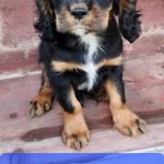 Thunder, a male Cavalier King Charles Spaniel for sale in Waukon, IA – Photo 1 of 3