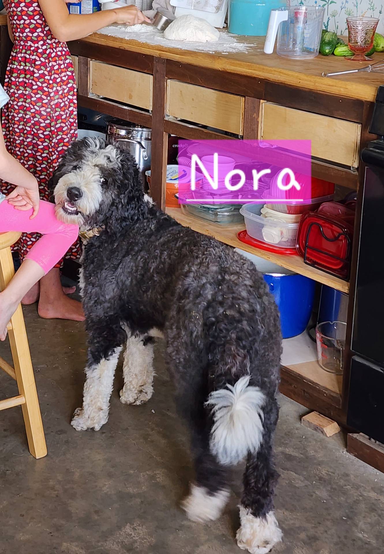 Nora, a female Bernedoodle for sale in Kansas City, MO – Photo 5 of 5