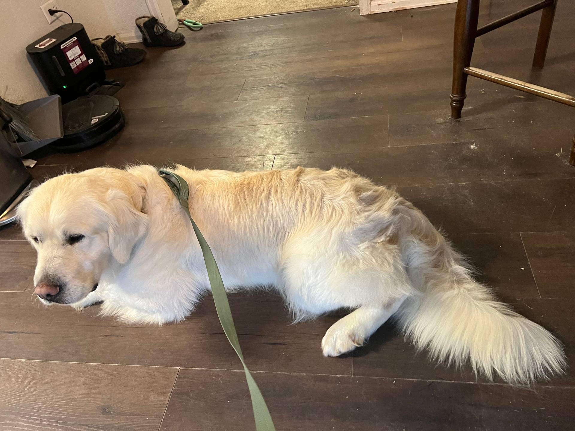 Winston - CHIC, a male Golden Retriever and English Cream Golden Retriever for sale in Calhan, CO – Photo 6 of 9