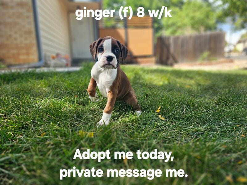 Ginger, a female Boxer for sale in Aurora, CO – Photo 1 of 1
