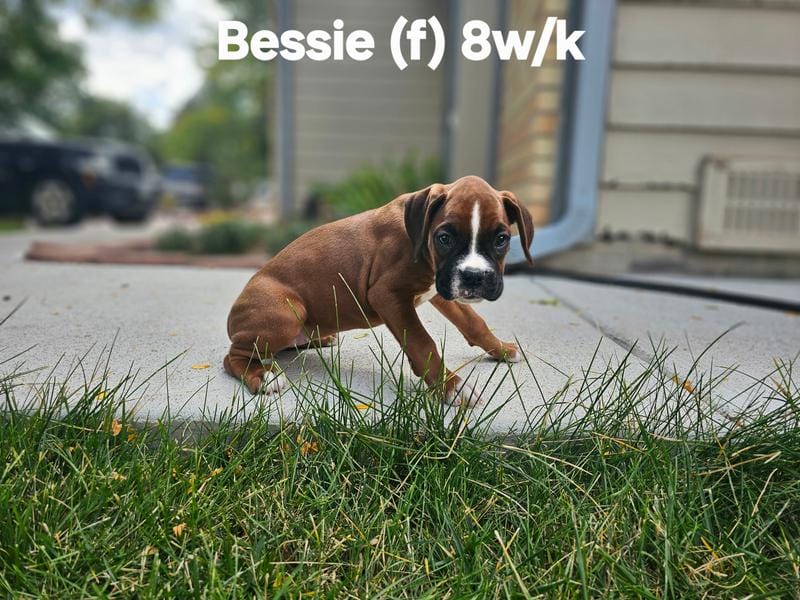Bessie, a female Boxer for sale in Aurora, CO – Photo 1 of 1