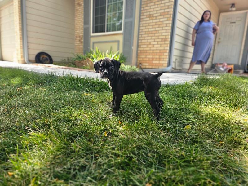 Coco, a female Boxer for sale in Aurora, CO – Photo 1 of 2