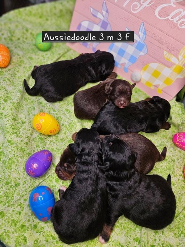 Aussiedoodles