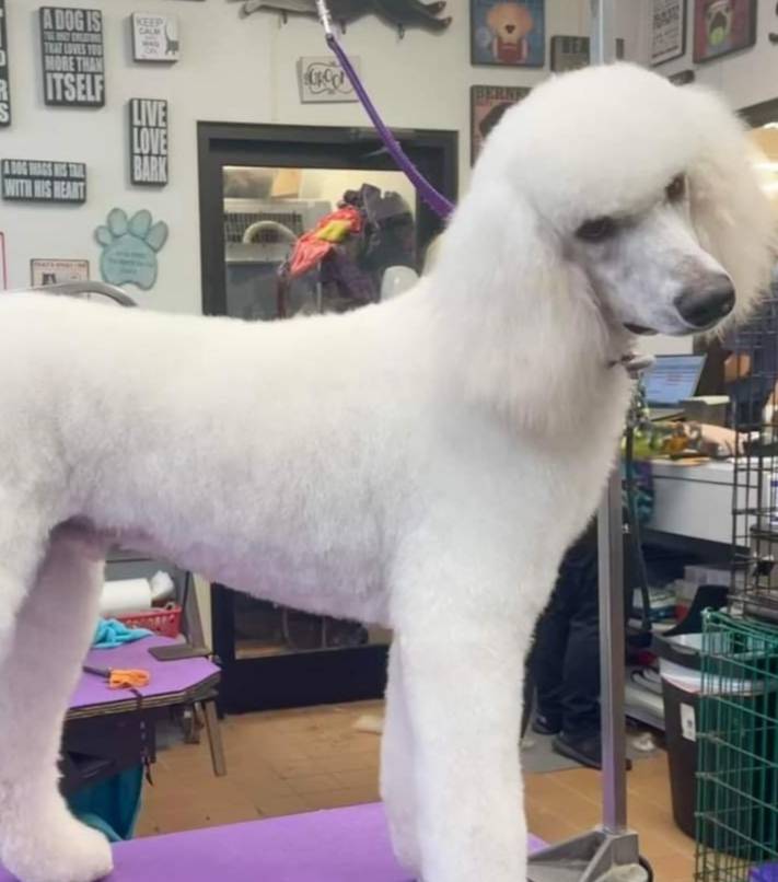 Rue, a male Miniature Goldendoodle for sale in Chesapeake, VA – Photo 4 of 4