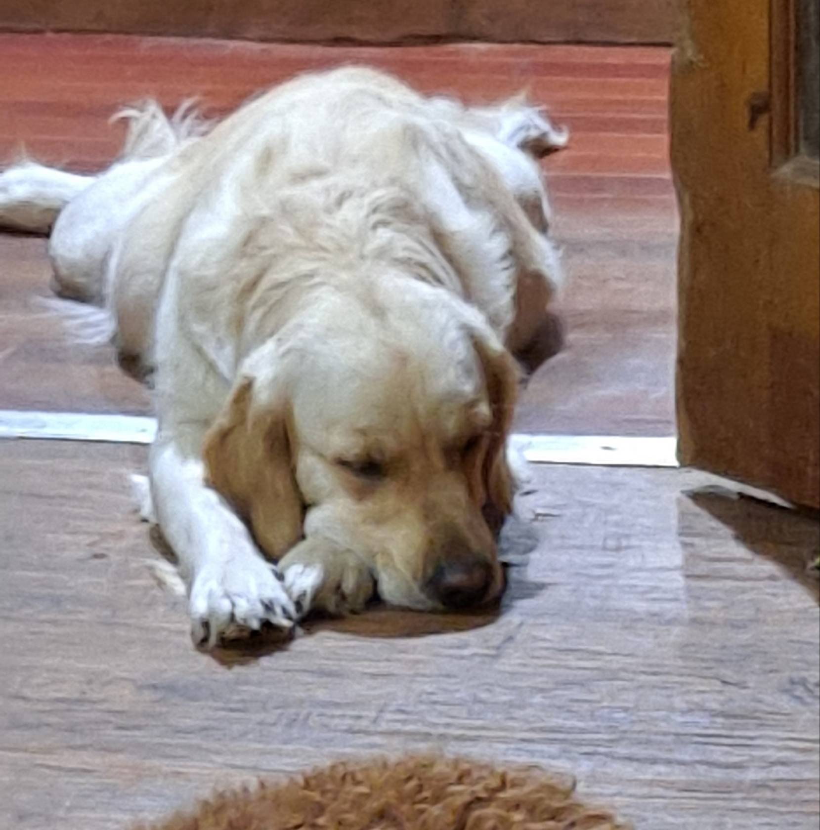 Rue, a male Miniature Goldendoodle for sale in Chesapeake, VA – Photo 3 of 4