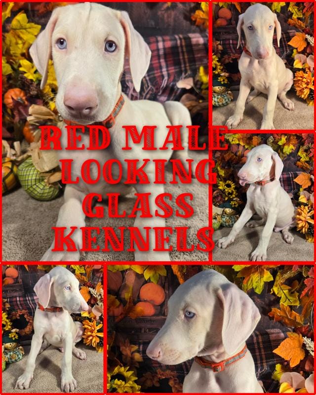 Red Male W/Ears Cropped