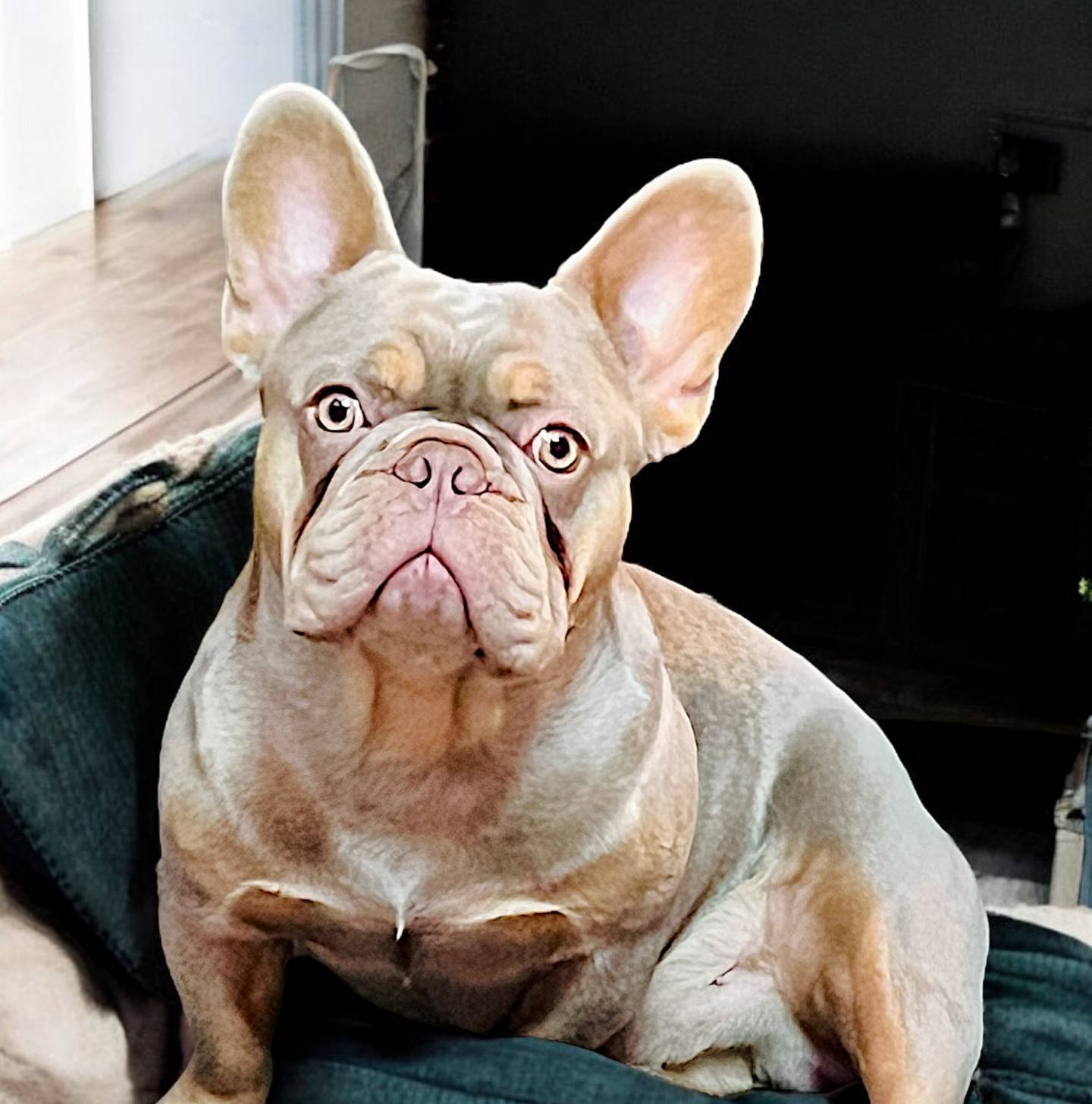 AKC Proven Male, a male French Bulldog for sale in Grand Terrace, CA – 2 of 10