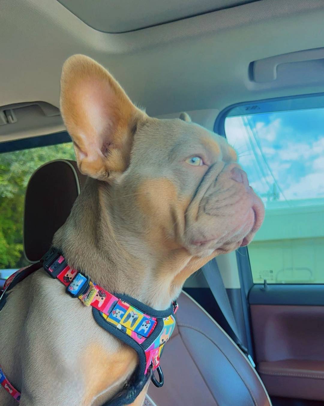 AKC Proven Male – French Bulldog puppy for sale in Grand Terrace, CA