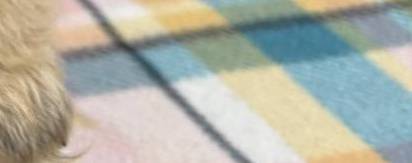 Puppy, a female Chow Chow for sale in Merritt, MI – Photo 7 of 7