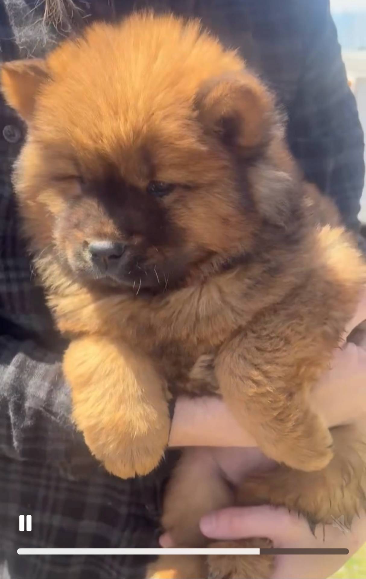 Red female, a female Chow Chow for sale in Merritt, MI – Photo 2 of 6