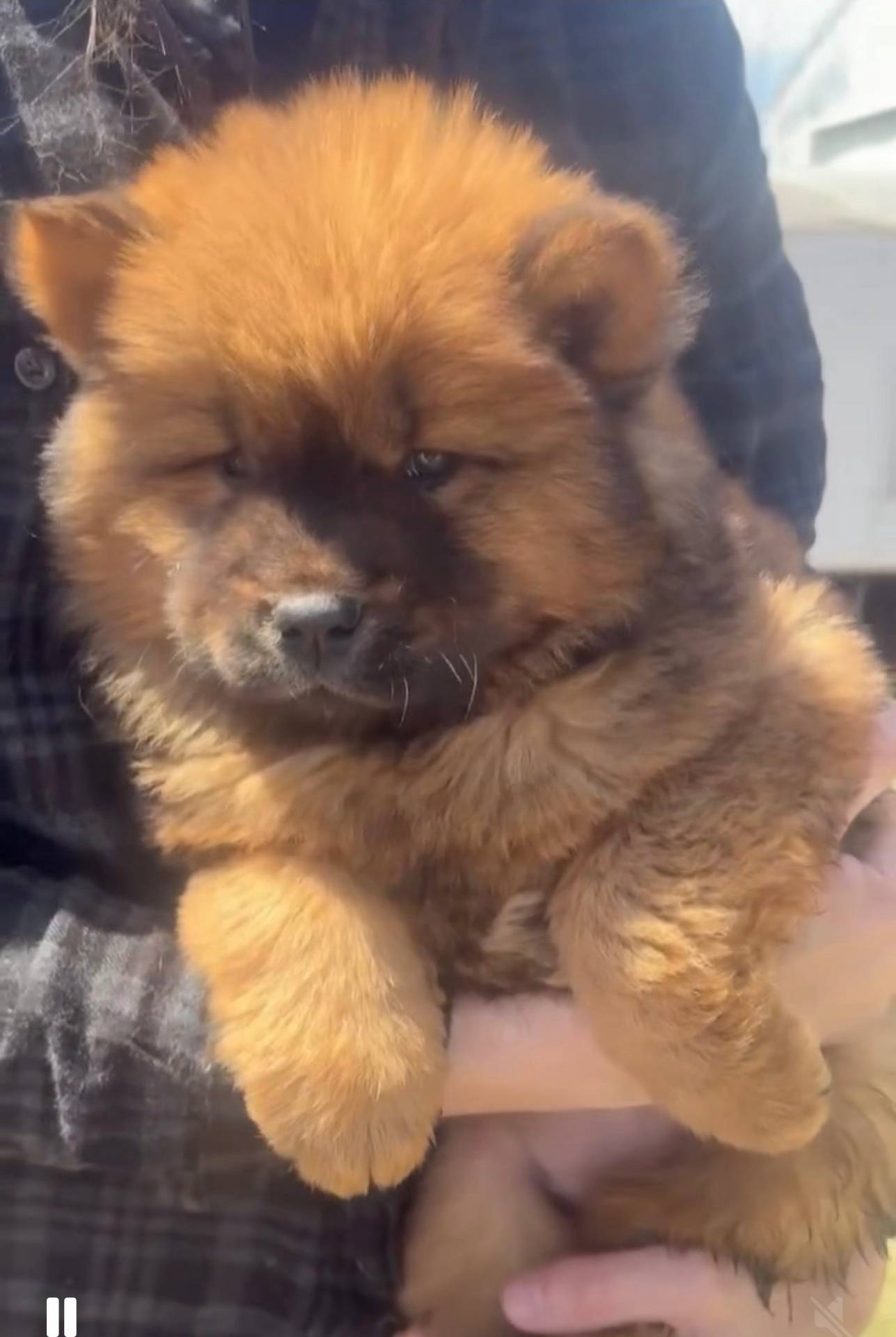 Red female, a female Chow Chow for sale in Merritt, MI – Photo 3 of 6