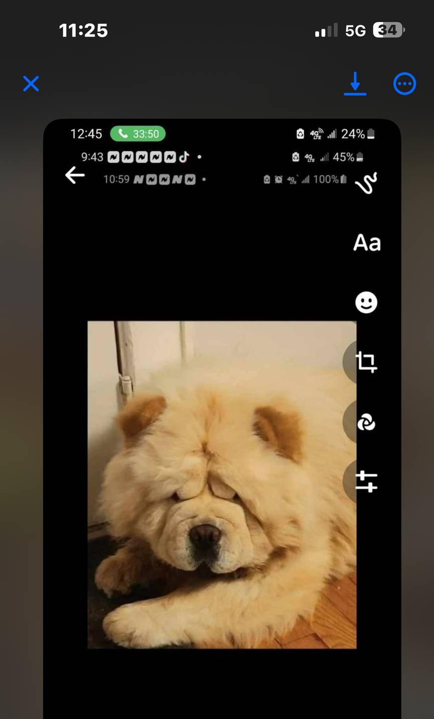 Female Blk, a female Chow Chow for sale in Merritt, MI – Photo 4 of 8