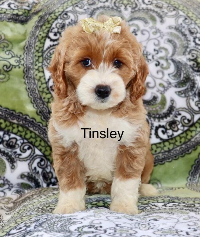 Tinsley