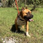 CHAPO, a male American Bully for sale in Brooksville, FL – Photo 2 of 5