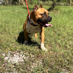 CHAPO, a male American Bully for sale in Brooksville, FL – Photo 3 of 5