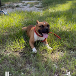 CHAPO, a male American Bully for sale in Brooksville, FL – Photo 5 of 5