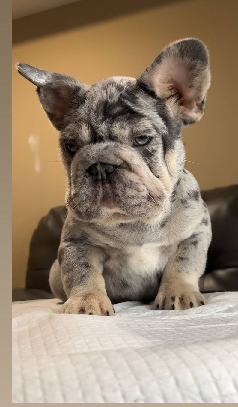 Kilo, a male French Bulldog for sale in Plano, IL – Photo 4 of 8