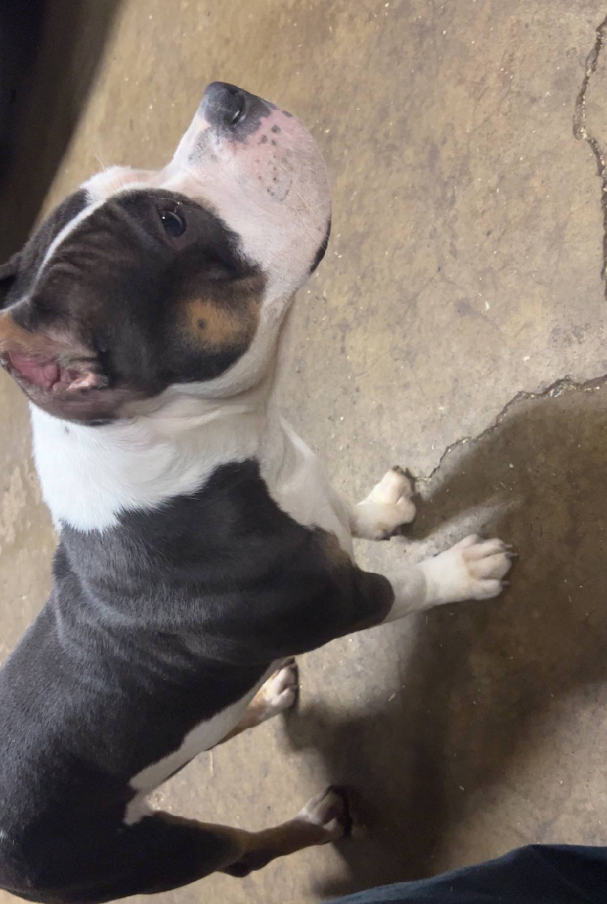 Blue tri colors, a male American Bully for sale in Plano, IL – Photo 3 of 5