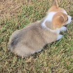 Willow, a female Pembroke Welsh Corgi for sale in Normangee, TX – Photo 5 of 7