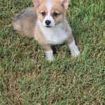 Willow, a female Pembroke Welsh Corgi for sale in Normangee, TX – Photo 7 of 7