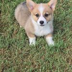 Willow, a female Pembroke Welsh Corgi for sale in Normangee, TX – Photo 1 of 7