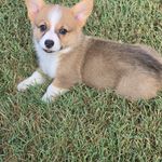 Willow, a female Pembroke Welsh Corgi for sale in Normangee, TX – Photo 2 of 7