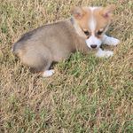 Willow, a female Pembroke Welsh Corgi for sale in Normangee, TX – Photo 4 of 7