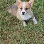 Willow, a female Pembroke Welsh Corgi for sale in Normangee, TX – Photo 3 of 7