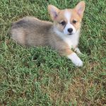 Willow, a female Pembroke Welsh Corgi for sale in Normangee, TX – Photo 6 of 7
