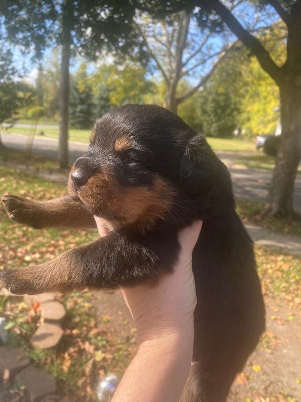 Gema – Rottweiler puppy for sale in Lansing, MI