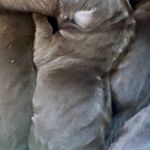 Female 1, a female Labrador Retriever for sale in Portland, TN – Photo 1 of 4