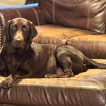 Female 1, a female Labrador Retriever for sale in Portland, TN – Photo 3 of 4