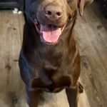 Female 1, a female Labrador Retriever for sale in Portland, TN – Photo 4 of 4