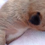 Athena, a female French Bulldog and Japanese Chin for sale in Greenville, SC – Photo 4 of 10