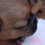 Athena, a female French Bulldog and Japanese Chin for sale in Greenville, SC – Photo 3 of 10