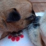 Athena, a female French Bulldog and Japanese Chin for sale in Greenville, SC – Photo 1 of 10